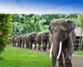 /album/bali/a01elephants-jpg/